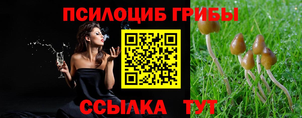 Галлюциногенные грибы Psilocybe Рубцовск